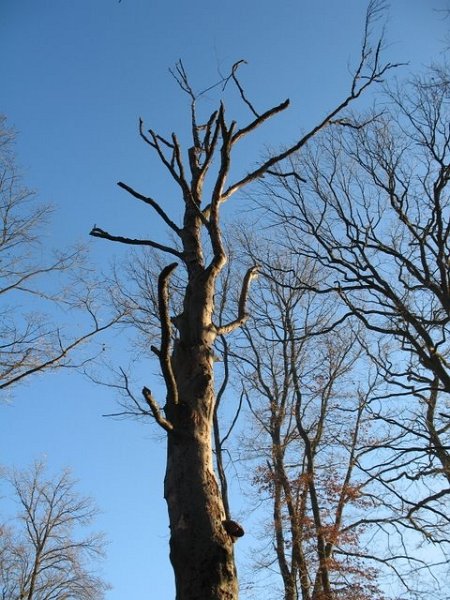 2007 11 Etangs de Hollande 10